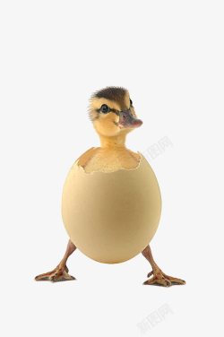 蛋壳中的小鸭子素材