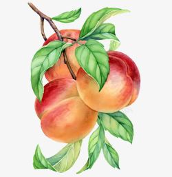 妗冨瓙手绘桃树枝上的桃子高清图片