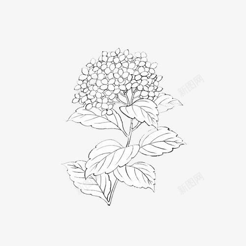 简笔绣球花png免抠素材_88icon https://88icon.com 手绘紫阳花 手绘紫阳花朵 简笔花朵 花卉类写生 花草植物