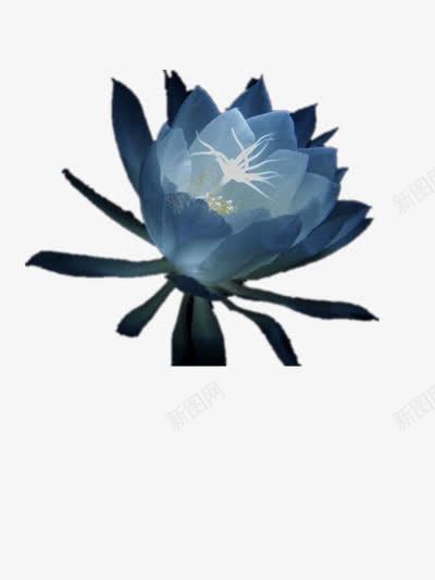 夜色中盛开的昙花png免抠素材_88icon https://88icon.com 实物 植物 素材