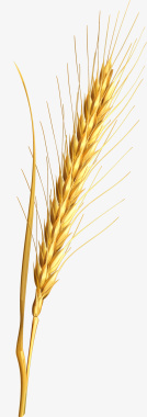 金色麦穗植物图图标图标