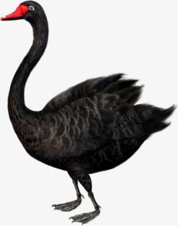 黑天鹅鸟类珍稀物种素材