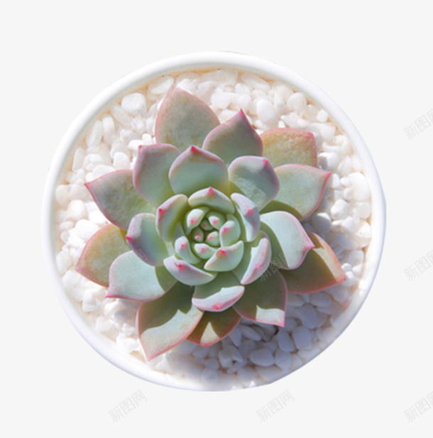 观音莲多肉植物蓝鸟盆栽png免抠素材_88icon https://88icon.com 可爱 多肉植物 盆栽 精品 绿植 蓝鸟盆栽 观音莲