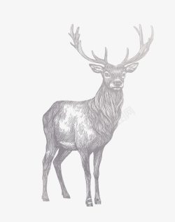 麋鹿手绘灰色麋鹿素材