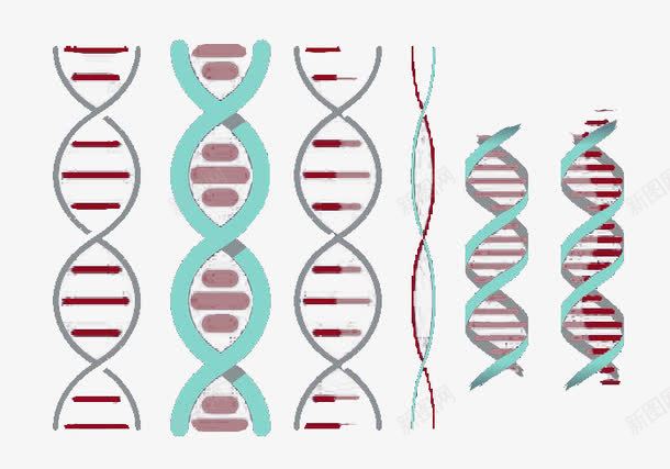 双螺旋向量集png免抠素材_88icon https://88icon.com DNA分子 双螺旋结构 基因结构