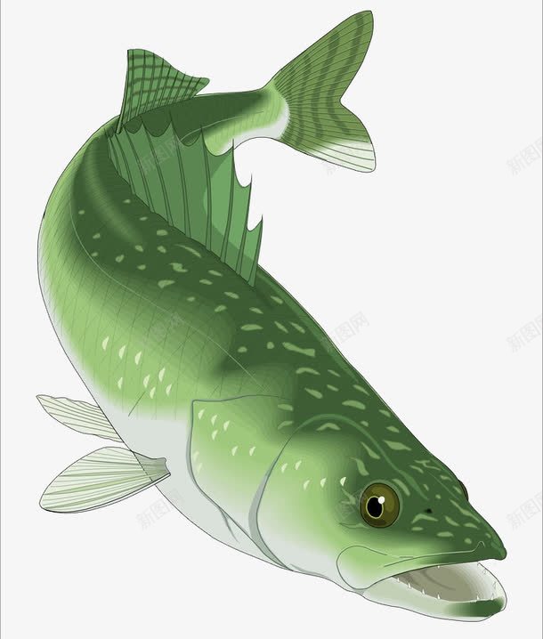 绿色大青鱼摄影png免抠素材_88icon https://88icon.com 大草鱼 大青鱼 小鱼儿 水鱼 淡水鱼 花鲢 花鲢鱼 飞鱼 鱼 鱼儿 鲫鱼