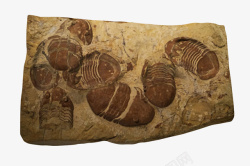 科学家一群三叶虫化石实物高清图片