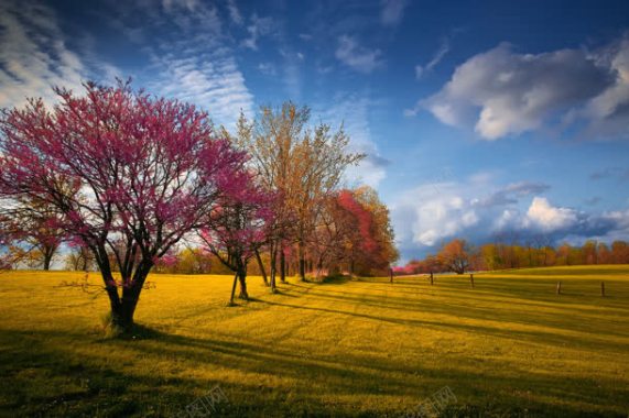 蓝天红树黄色草地迷人秋景背景
