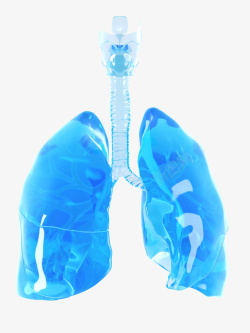 骨骼系统立体插画蓝色肺器官立体插画高清图片