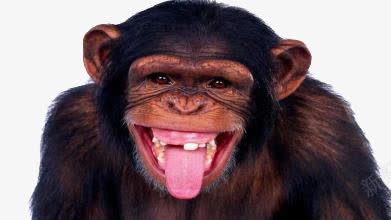 伸出舌头傻笑的猩猩png免抠素材_88icon https://88icon.com 傻笑 动物 猩猩 猴子 舌头