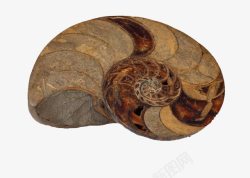 棕色的海螺化石素材