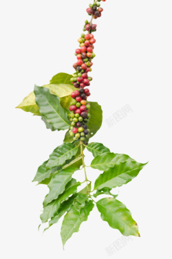 红绿色一串咖啡果实物素材
