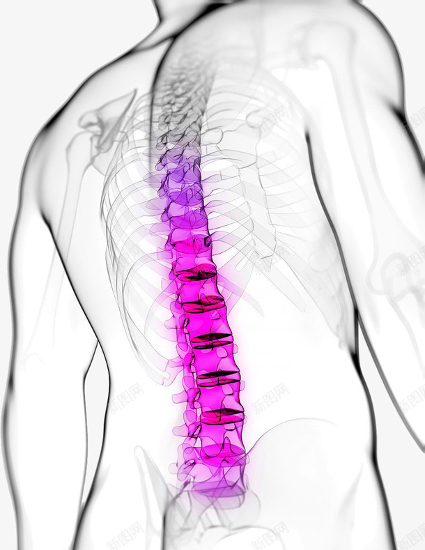 男性的背部脊椎图png免抠素材_88icon https://88icon.com 健康 准确图 医学研究 对人的重要性 男性 背部脊椎 防疾病