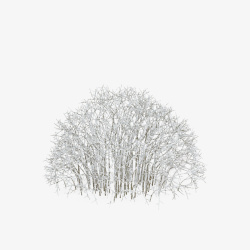 雪中植物树枝素材