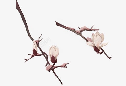 玉兰花png免抠素材_88icon https://88icon.com 玉兰花 白玉兰 花枝