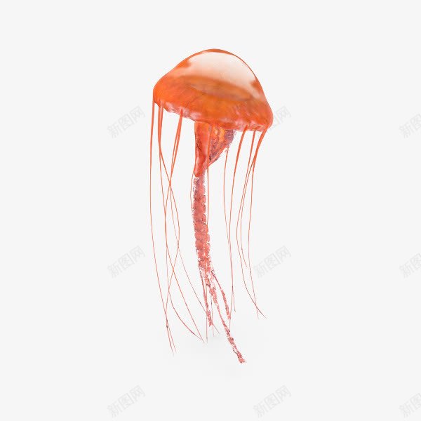 海洋生物橙色水母png免抠素材_88icon https://88icon.com 彩色水母 橙色 水母 海洋 生物