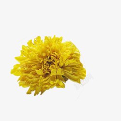 一朵盛开的黄色金丝菊素材