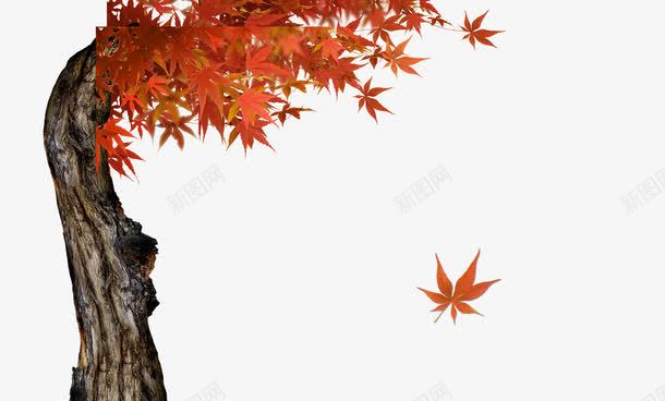 秋天的枫叶png免抠素材_88icon https://88icon.com 枫树 秋天的枫叶 红色叶子 落叶