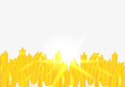 金黄季节金黄色的稻谷高清图片