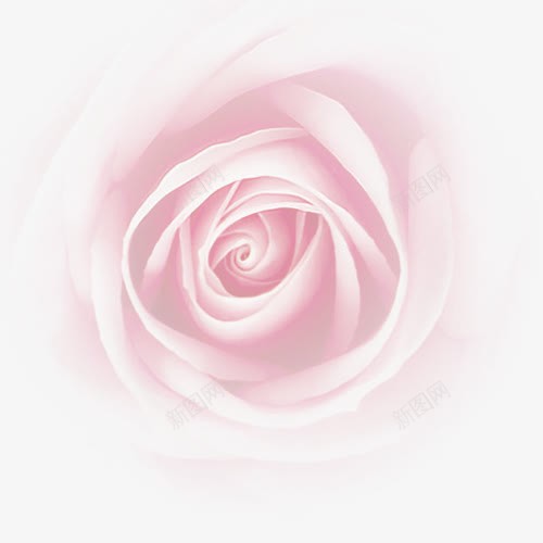 创意合成粉红色的玫瑰花效果png免抠素材_88icon https://88icon.com 创意 合成 效果 玫瑰花 粉红色