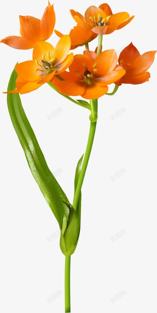 花径橙色小花png免抠素材_88icon https://88icon.com 橙色
