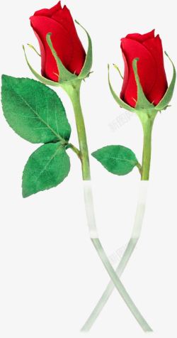 花径绿叶红色玫瑰素材