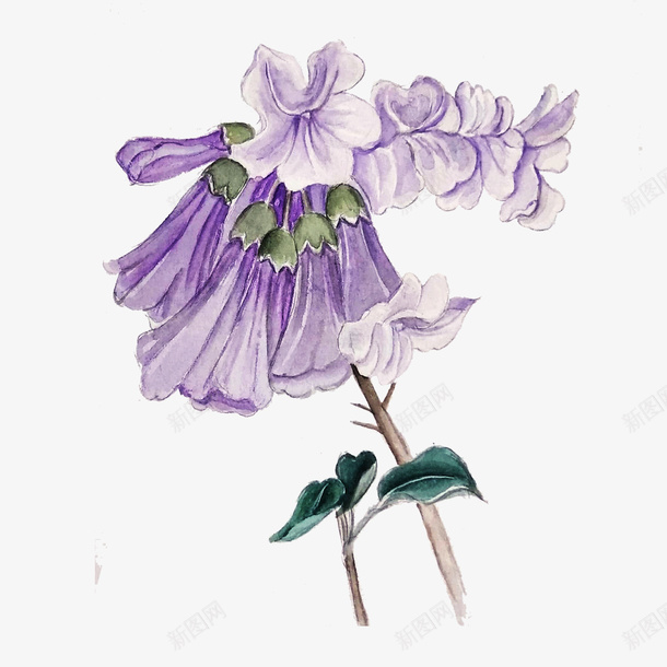 淡紫色手绘的泡桐png免抠素材_88icon https://88icon.com 手绘花朵 泡桐 紫色花朵 花卉 花朵 花朵装饰