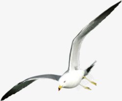 楦熻泲飞翔的海鸥高清图片