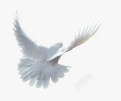 白鸽装饰飞翔的白色鸽子高清图片