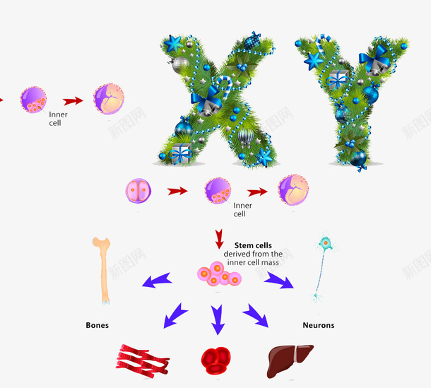 XYpng免抠素材_88icon https://88icon.com XY 基因 干细胞 无创DNA 染色体 高清免扣 高清免扣素材