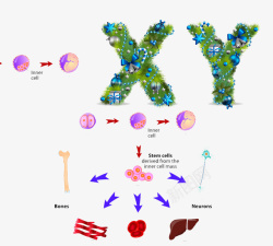干细胞XY高清图片
