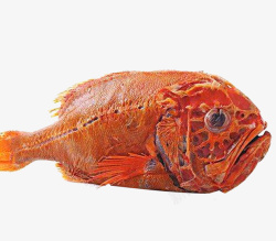 橘红色的鱼立着的长寿鱼图高清图片