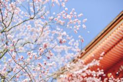 樱花壁纸清清樱花风景壁纸高清图片