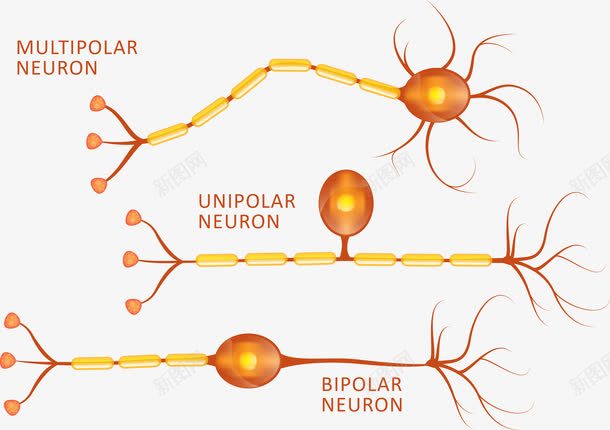 神经细胞png免抠素材_88icon https://88icon.com 神经元 神经纤维 神经细胞 补脑