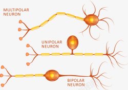 神经纤维神经细胞高清图片