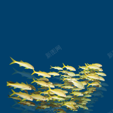 现代蓝色梦幻海洋鱼群背景摄影图片