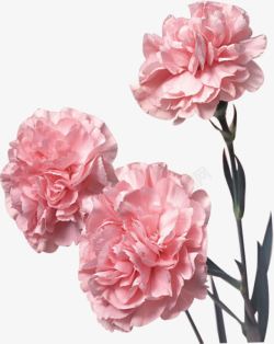 粉色鲜花康乃馨花束素材
