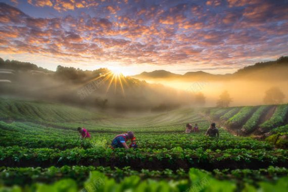 夕阳下采茶的人群背景