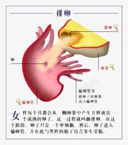 女性排卵原理素材