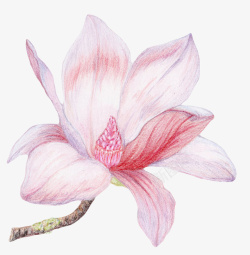 白色带香味粉红色纹理的玉兰花瓣素材
