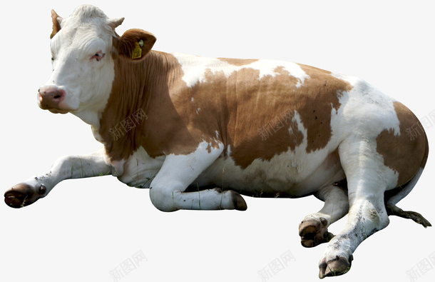 蹲在地上的奶牛png免抠素材_88icon https://88icon.com 奶牛 奶牛哺乳 母牛 牛奶 牛牛 牛肉 蹲在 蹲在地上 蹲着