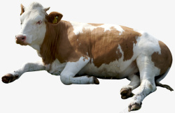 奶牛哺乳蹲在地上的奶牛高清图片