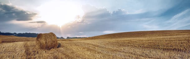 日落遍地小麦背景bannerjpg设计背景_88icon https://88icon.com banner 小麦 日落 背景 遍地