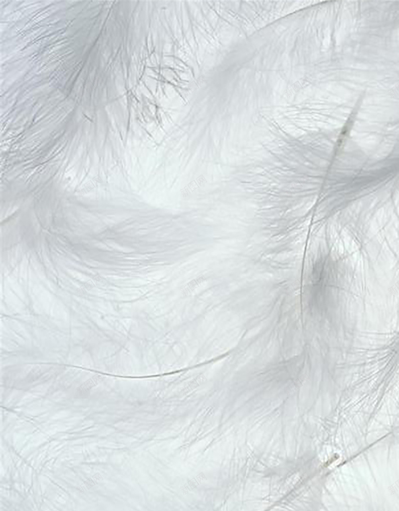 羽毛平铺背景简洁白色背景H5背景jpg设计背景_88icon https://88icon.com 白色 白色羽毛 白色背景 简洁 简洁背景 羽毛 背景 背景简洁