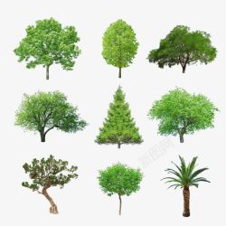 大树树木种类素材