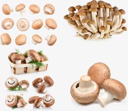 多样式各种品种的蘑菇高清图片