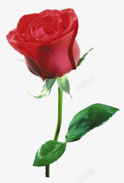 玫瑰刺红色带刺玫瑰高清图片