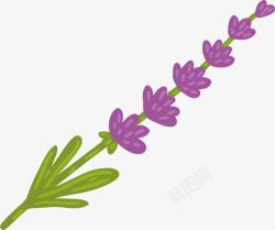 紫色薰衣草单支素材