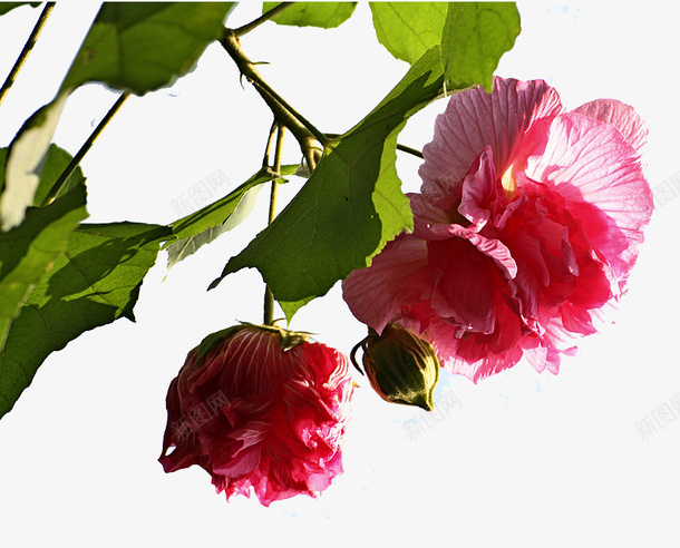粉色木芙蓉花png免抠素材_88icon https://88icon.com 木芙蓉 花朵 装饰