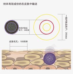 纳米有效成分的在皮肤中输送示意素材